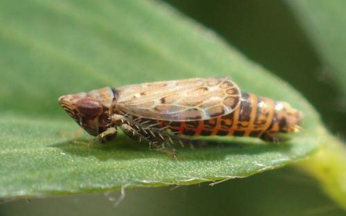 Réf. 287 291 : Jassargus sp.